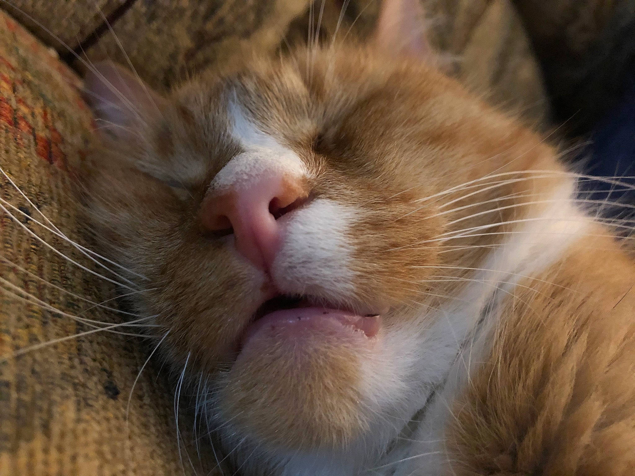 Chicky is registered to the contest to win money with this photo: carnivore, cat, claw, comfort, domestic_short_haired_cat, fawn, felidae, fur, nap, paw, sleep, small_to_medium_sized_cats, snout, terrestrial_animal, whiskers, wildlife