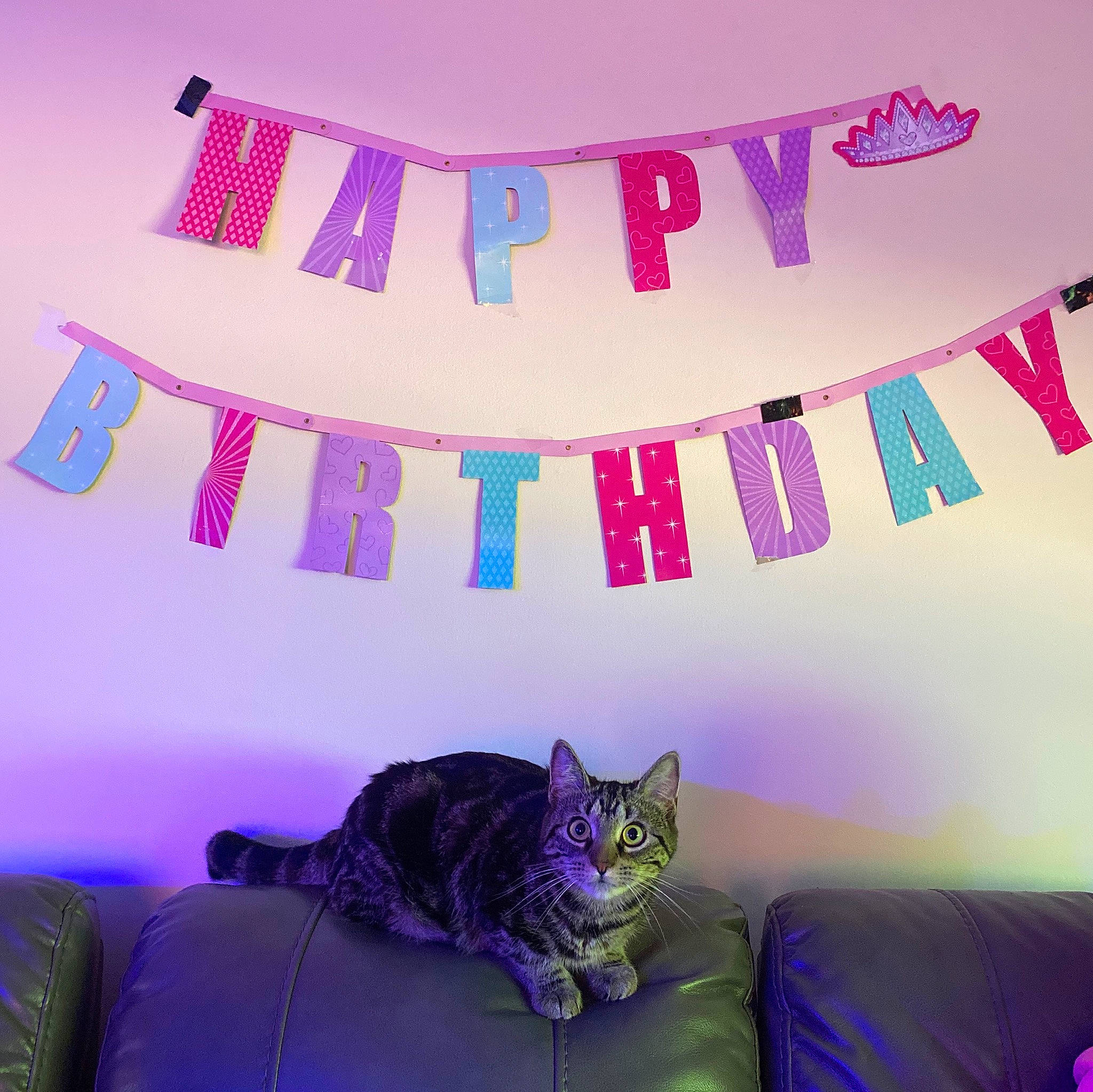 Nymeria joined the competition — help win amazing prizes! art, blue, carnivore, cat, comfort, couch, felidae, font, grey, interior_design, light, magenta, pillow, pink, purple, small_to_medium_sized_cats, studio_couch, textile, violet, whiskers