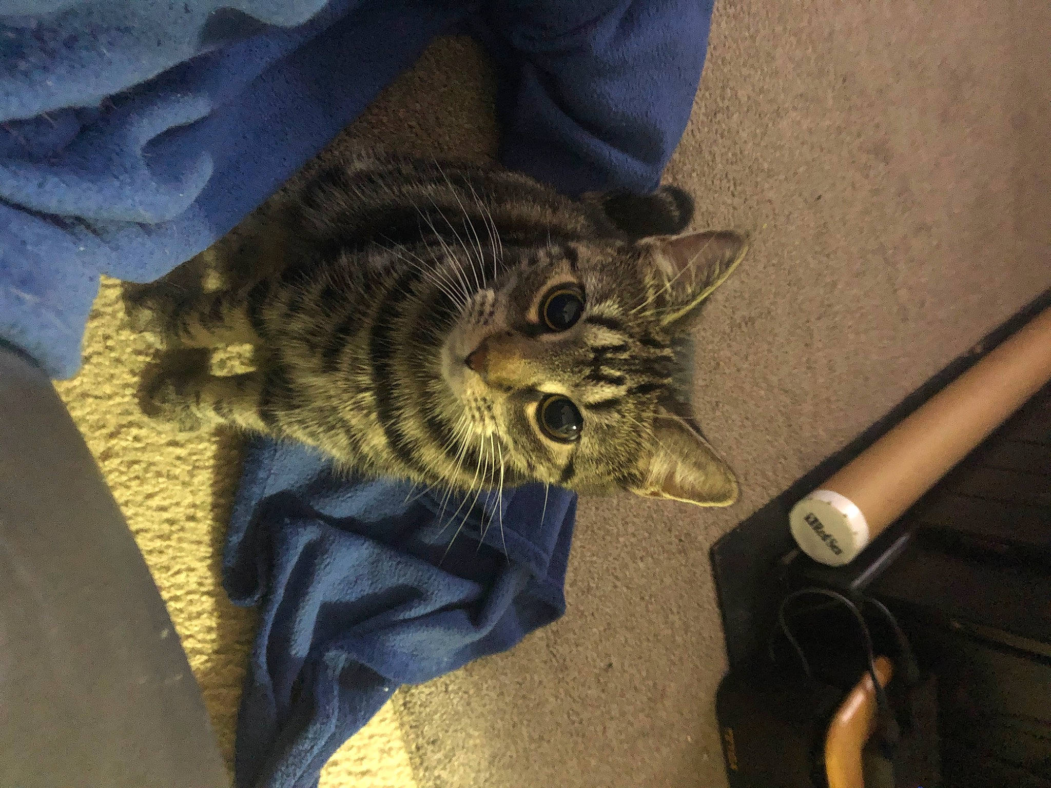 Nymeria is registered to the contest to win money with this photo: carnivore, cat, claw, comfort, domestic_short_haired_cat, felidae, foot, fur, human_leg, lap, nap, paw, shoe, sitting, small_to_medium_sized_cats, snout, tail, terrestrial_animal, whiskers, wildlife