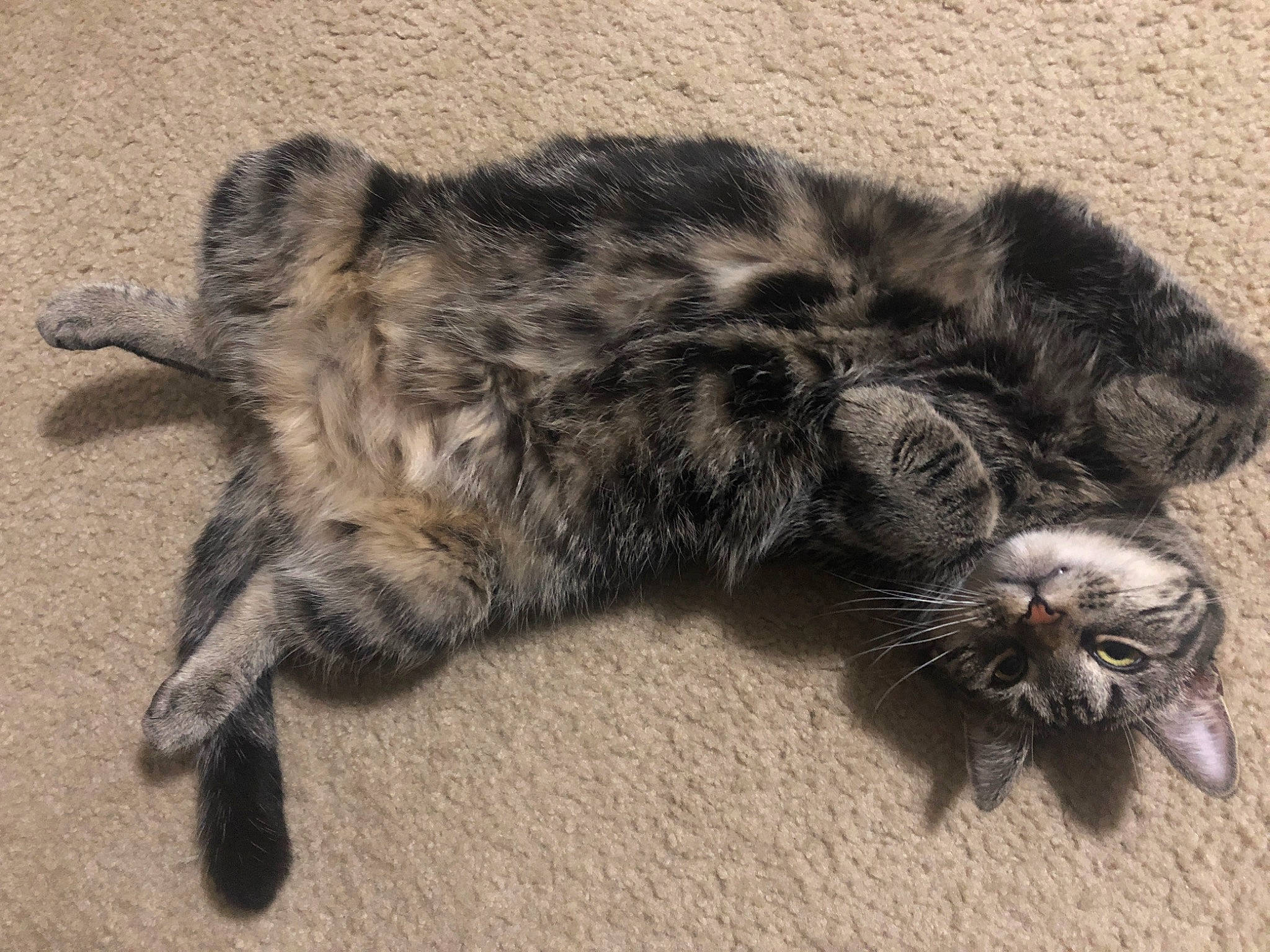 Nymeria is registered to the contest to win money with this photo: carnivore, cat, claw, comfort, dog_breed, domestic_short_haired_cat, felidae, foot, fur, grey, nap, paw, small_to_medium_sized_cats, snout, tail, terrestrial_animal, whiskers