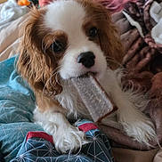 Altesse participe au concours pour gagner de l'argent avec cette photo : dog, puppy, cavalier_king_charles_spaniel, pet, treat, chew_toy, blanket, bedding, paw, fur, ears, eyes, nose, close_up, indoor, bed, cute, portrait, lying_down, cozy