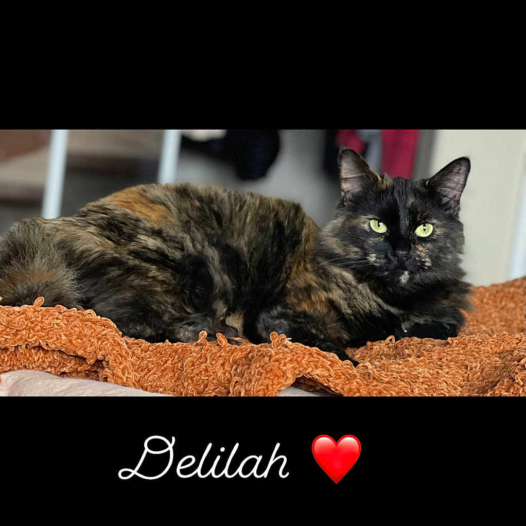 Dalilah