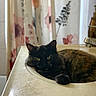 animal, bathroom, cat, closeup, countertop, cozy, curtain, cute, domestic_cat, faucet, floral_pattern, fluffy, green_eyes, indoor, lazy, pet, relaxed, resting, sink, tortoiseshell_cat