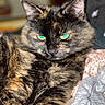 Dalilah joined the competition — help win amazing prizes! animal, blanket, cat, closeup, clothing, cozy, domestic, ears, feline, fur, green_eyes, indoor, pet, portrait, relaxed, resting, soft_focus, texture, tortoiseshell, whiskers