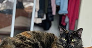Dalilah is registered to the contest to win money with this photo: animal, bed, blanket, cat, closet, clothes, cozy, domestic_animal, feline, fur, green_eyes, home, indoor, mammal, orange_blanket, pet, portrait, relaxing, resting, tortoiseshell