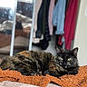 animal, bed, blanket, cat, closet, clothes, cozy, domestic_animal, feline, fur, green_eyes, home, indoor, mammal, orange_blanket, pet, portrait, relaxing, resting, tortoiseshell
