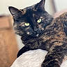 Dalilah joined the competition — help win amazing prizes! animal, blurred_background, cat, close_up, cute, domestic_cat, feline, focus, fur, green_eyes, indoor, laying, patterned_surface, pet, portrait, relaxed, resting, soft_light, tortoiseshell, whiskers