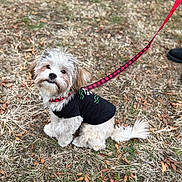 Teddy is registered to the contest to win money with this photo: dog, pet, leash, outdoor, grass, fall, black_shirt, curious, sitting, fluffy, brown_fur, white_fur, canine, nature, animal, cute, small_dog, collar, red_leash, looking_up