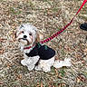 dog, pet, leash, outdoor, grass, fall, black_shirt, curious, sitting, fluffy, brown_fur, white_fur, canine, nature, animal, cute, small_dog, collar, red_leash, looking_up