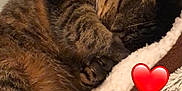 Simba a rejoint le concours — aidez-le/la à gagner de superbes lots ! cat, tabby, sleeping, cozy, bed, paw, fur, indoor, pet, cute, resting, animal, fluffy, soft, relaxed, whiskers, claw, love, heart_emoji, closeup