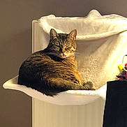 Simba a rejoint le concours — aidez-le/la à gagner de superbes lots ! cat, tabby, pet, indoor, hammock, radiator, feline, relaxed, tongue_out, cozy, fur, sleepy, animal, mammal, cute, resting, domestic, warm, comfortable, household