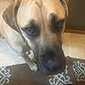 Willow is registered to the contest to win money with this photo: dog, pet, close_up, brown, floor, rug, indoor, animal, canine, ears, eyes, nose, fur, looking_up, portrait, large_dog, tile_floor, domestic_animal, mammal, companion