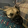 Willow is registered to the contest to win money with this photo: dog, sleeping, blanket, couch, plaid, indoor, resting, cozy, pet, canine, fur, snout, relaxation, home, comfort, closeup, domestic_animal, animal, laying, peaceful