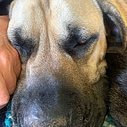 Willow is registered to the contest to win money with this photo: dog, close_up, resting, hand, fur, relaxed, cozy, knitted_blanket, brown, black, pet, animal, sleepy, large_dog, face, snout, ear, indoor, comfort, companion