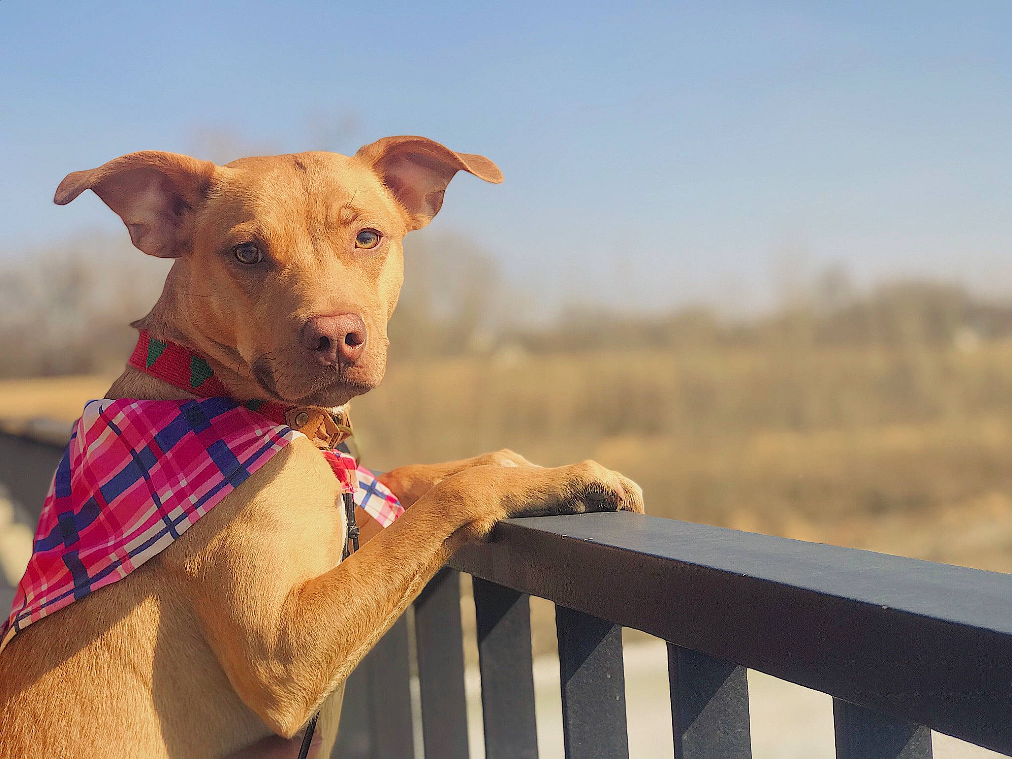 Denver joined the competition — help win amazing prizes! carnivore, collar, companion_dog, dog, dog_breed, dog_collar, dog_supply, fawn, fence, grass, grassland, landscape, liver, pet_supply, sky, sleeve, snout, sporting_group, wood, working_animal