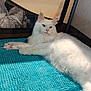 animal, cat, cozy, cute, ears, face, feline, fluffy, fur, home, indoor, lying_down, mat, paw, pet, relaxed, resting, turquoise, whiskers, white_cat