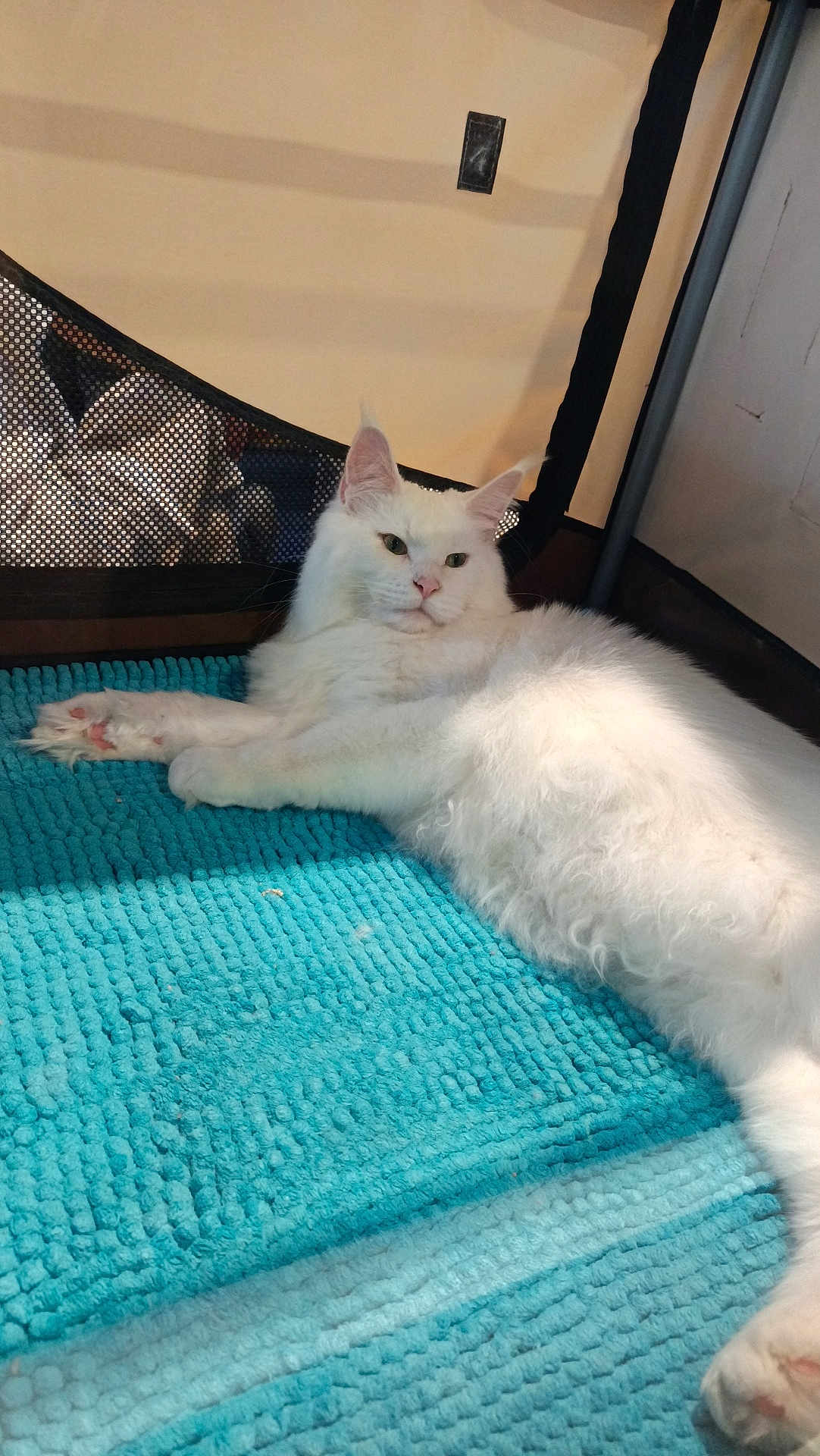 Catnap a rejoint le concours — aidez-le/la à gagner de superbes lots ! animal, cat, cozy, cute, ears, face, feline, fluffy, fur, home, indoor, lying_down, mat, paw, pet, relaxed, resting, turquoise, whiskers, white_cat