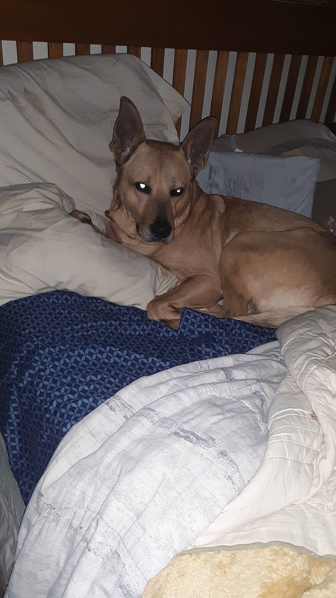 Wiley is registered to the contest to win money with this photo: bed, bedding, canidae, carnivore, comfort, companion_dog, dog, dog_breed, dog_supply, fawn, felidae, fur, linens, small_to_medium_sized_cats, snout, sporting_group, tail, toy_dog, whiskers, working_animal