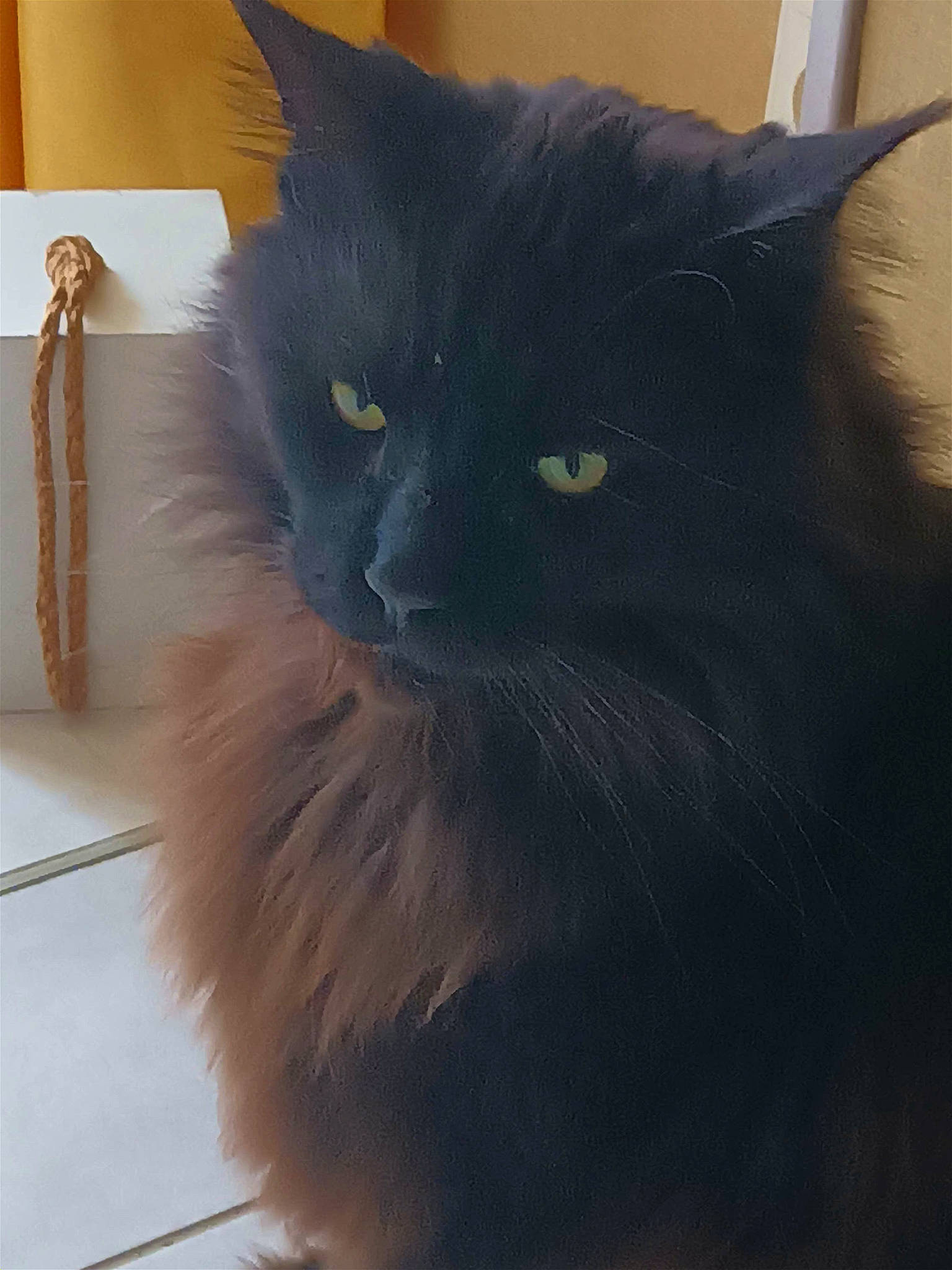 Pepito participe au concours pour gagner de l'argent avec cette photo : black_cat, carnivore, cat, claw, domestic_short_haired_cat, felidae, fur, grey, mammal, small_to_medium_sized_cats, snout, street_light, tail, terrestrial_animal, vertebrate, whiskers, window