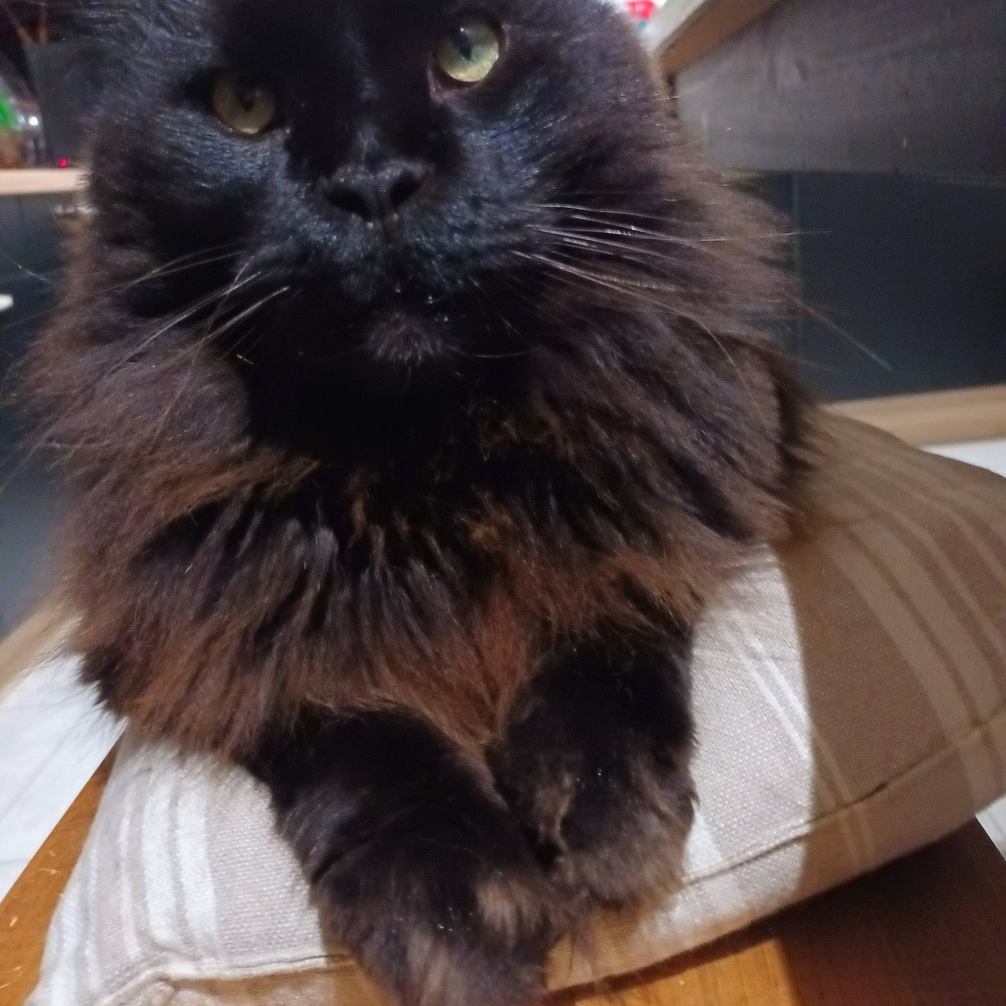 Pepito participe au concours pour gagner de l'argent avec cette photo : black_cat, carnivore, cat, claw, comfort, fawn, felidae, fur, hardwood, small_to_medium_sized_cats, snout, tail, terrestrial_animal, whiskers, wood, working_animal