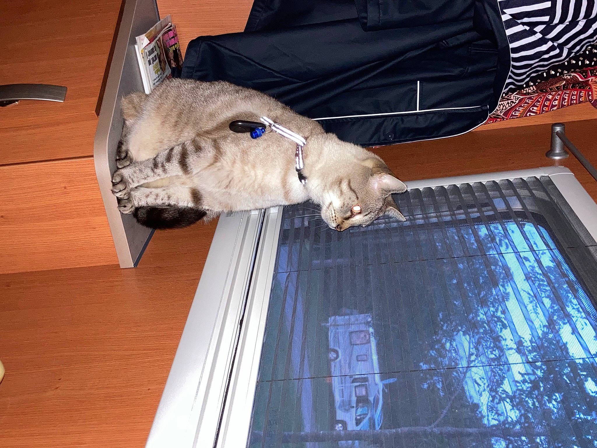 Jade a rejoint le concours — aidez-le/la à gagner de superbes lots ! automotive_exterior, automotive_lighting, carnivore, electric_blue, felidae, flooring, fur, glass, hardwood, hood, rectangle, small_to_medium_sized_cats, tail, vehicle, vehicle_door, whiskers, window, windshield, wood, wood_stain