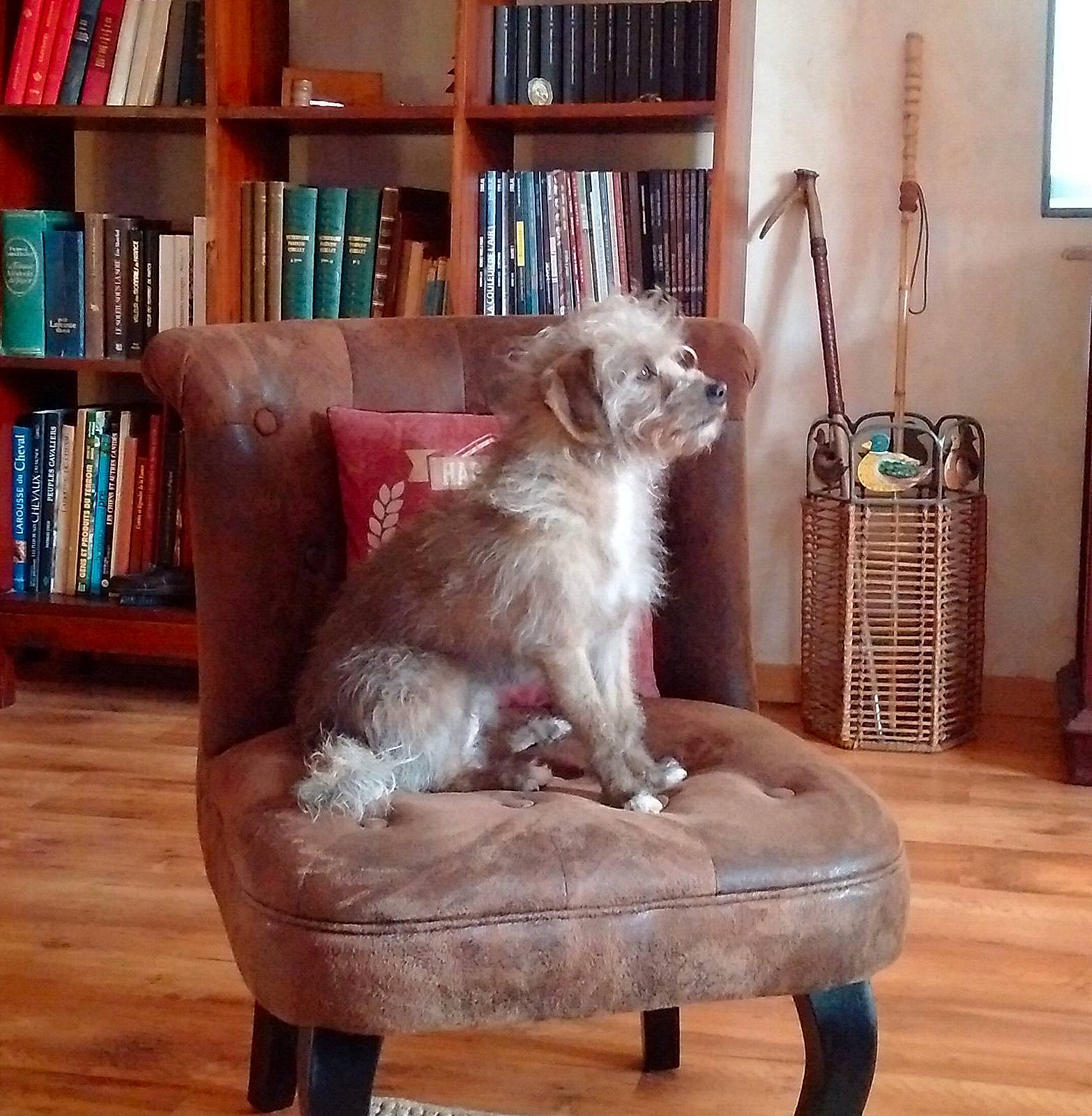 Ydillis a rejoint le concours — aidez-le/la à gagner de superbes lots ! bookcase, carnivore, chair, comfort, companion_dog, couch, dog, dog_breed, fawn, felidae, floor, flooring, furniture, hardwood, interior_design, living_room, publication, shelf, small_to_medium_sized_cats, wood