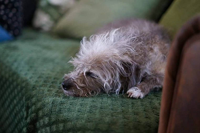 Ydillis participe au concours pour gagner de l'argent avec cette photo : carnivore, companion_dog, dog, dog_breed, dog_collar, fur, grass, non_sporting_group, plant, small_terrier, terrier, toy_dog, water_dog, working_animal