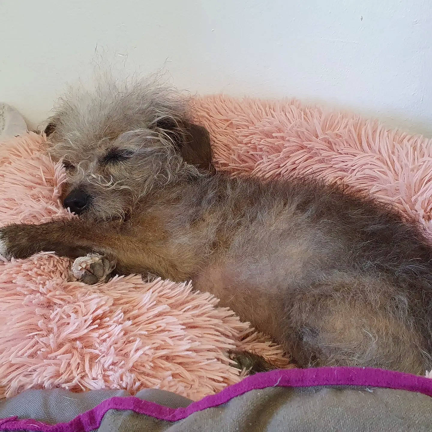 Ydillis a rejoint le concours — aidez-le/la à gagner de superbes lots ! canidae, carnivore, companion_dog, dog, dog_bed, dog_breed, dog_supply, fawn, fur, liver, pet_supply, puppy_love, shih_poo, small_terrier, sporting_group, terrier, toy_dog, water_dog, working_animal, yorkipoo