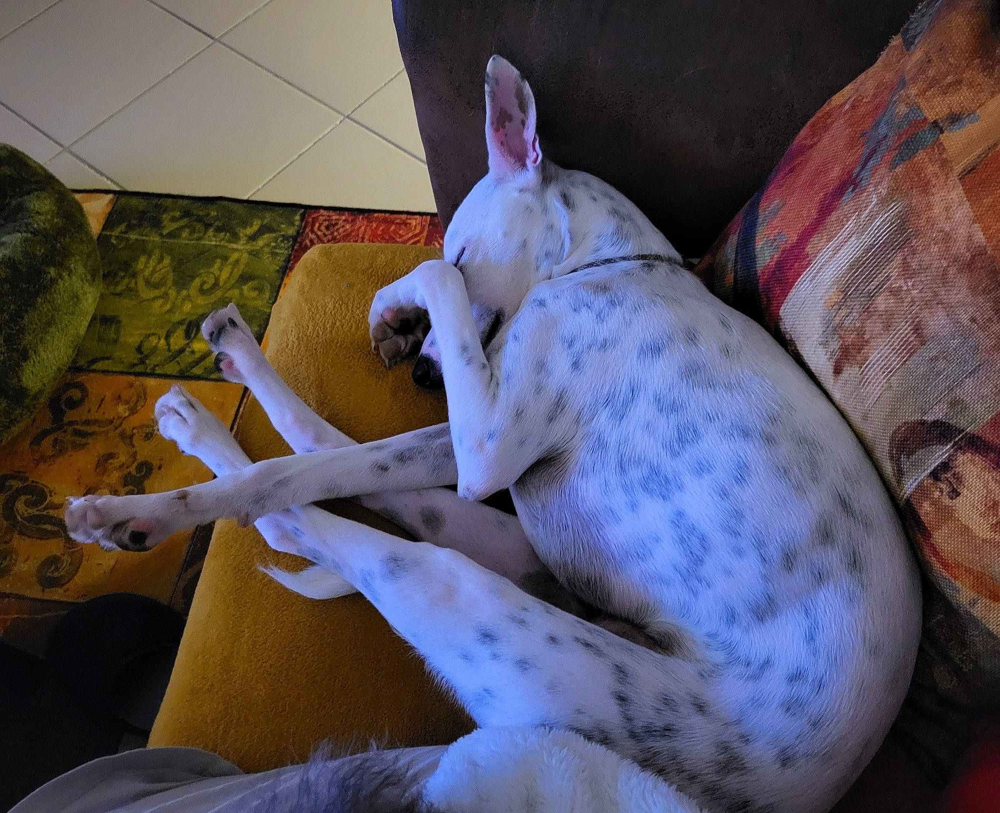 Kéko a rejoint le concours — aidez-le/la à gagner de superbes lots ! art, bed_sheet, bedding, canidae, carnivore, comfort, companion_dog, dog, dog_breed, fawn, felidae, flooring, human_leg, knee, linens, small_to_medium_sized_cats, terrestrial_animal, textile, thigh, toy