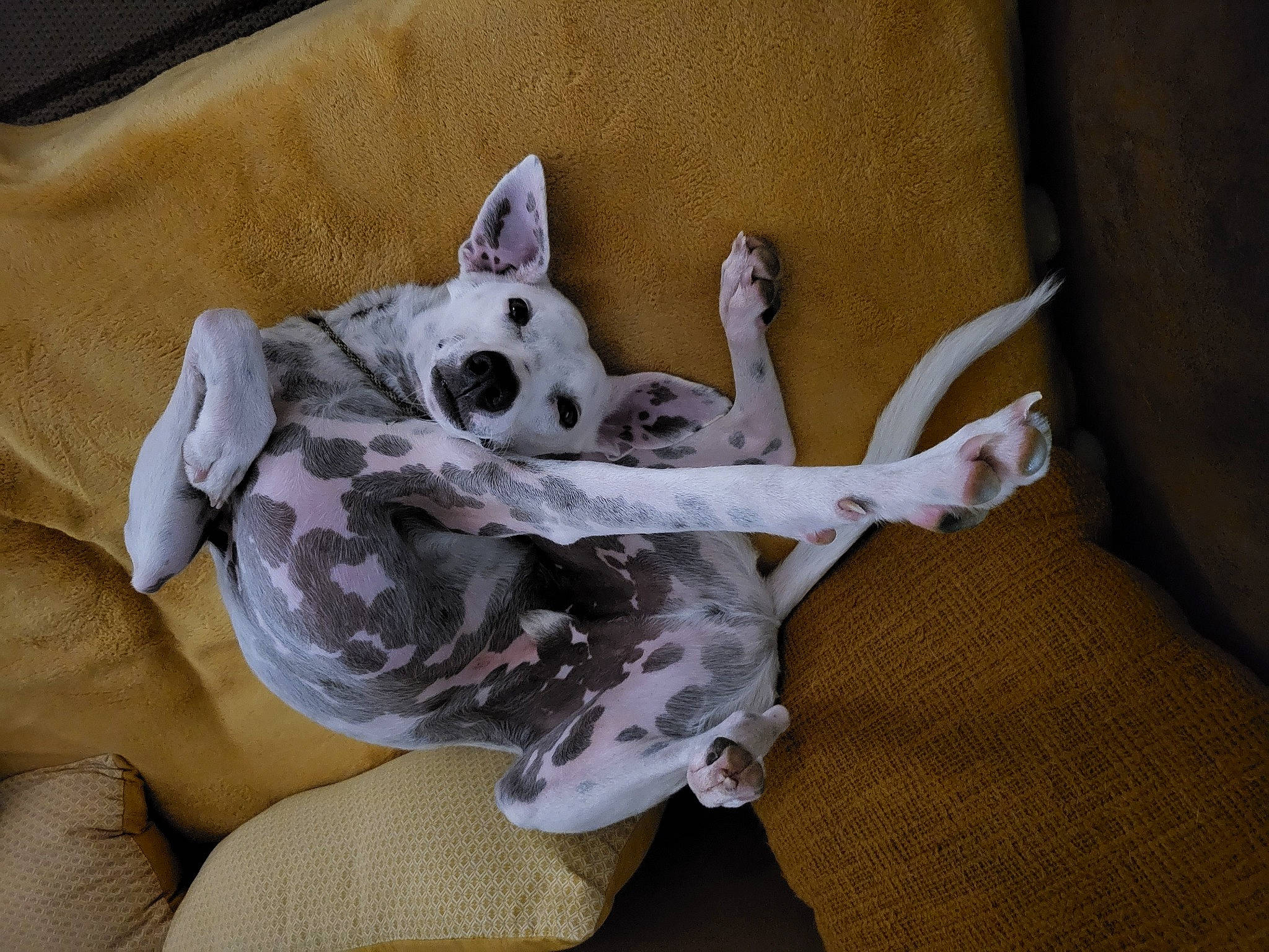 Kéko a rejoint le concours — aidez-le/la à gagner de superbes lots ! baby_toddler_clothing, canidae, carnivore, comfort, companion_dog, dog, dog_breed, dog_supply, fashion_accessory, fawn, felidae, fur, grey, linens, paw, small_to_medium_sized_cats, sporting_group, stuffed_toy, tail, toy_dog