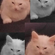 Neige participe au concours pour gagner de l'argent avec cette photo : animal, black_and_white, cat, close_up, collage, color_photo, cute, domestic_animal, ears, face, feline, fluffy, four_images, fur, indoor, lying_down, paw, pet, relaxed, white_cat