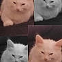 animal, black_and_white, cat, close_up, collage, color_photo, cute, domestic_animal, ears, face, feline, fluffy, four_images, fur, indoor, lying_down, paw, pet, relaxed, white_cat
