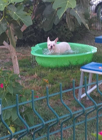 Bouly a rejoint le concours — aidez-le/la à gagner de superbes lots ! canidae, carnivore, cat, chihuahua, felidae, fence, grass, puppy, table, trampoline