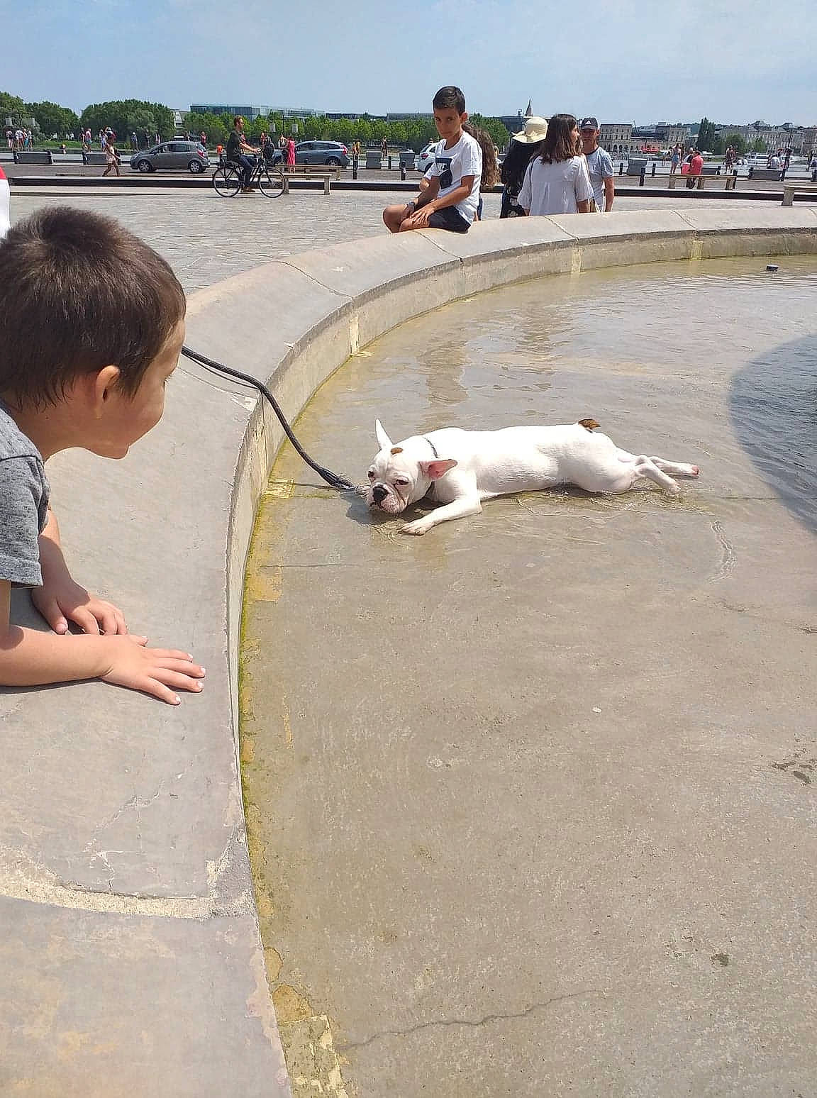 Bouly participe au concours pour gagner de l'argent avec cette photo : bull_terrier, bulldog, canidae, companion_dog, dog, fawn, non_sporting_group, sporting_group