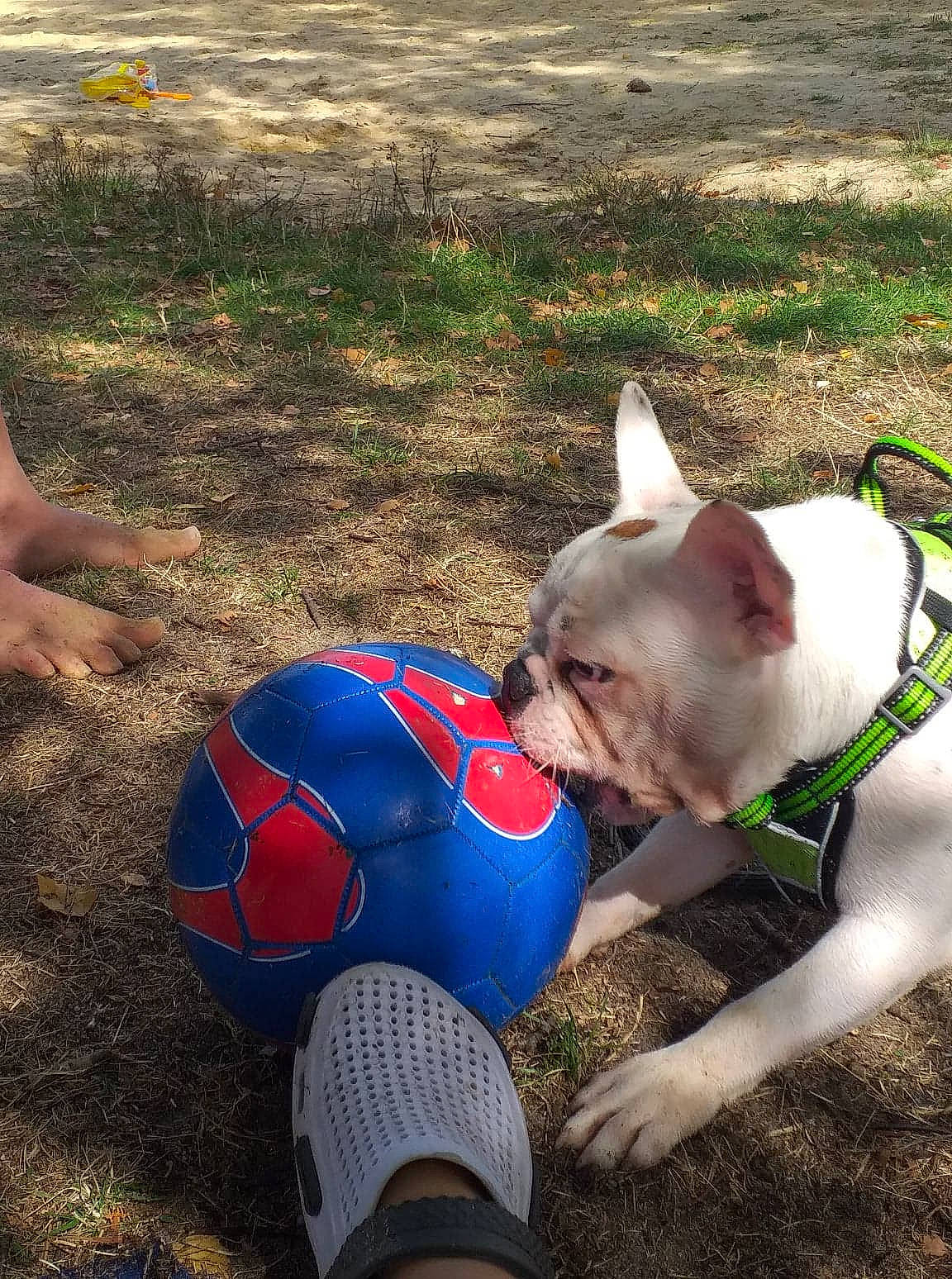 Bouly a rejoint le concours — aidez-le/la à gagner de superbes lots ! american_bulldog, american_staffordshire_terrier, ball, boston_terrier, canidae, carnivore, dog, dog_breed, fawn, french_bulldog, leash, non_sporting_group, pit_bull, play, snout, soccer_ball