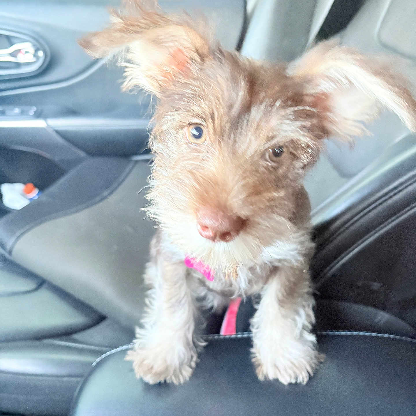 Kiki is registered to the contest to win money with this photo: animal, armrest, car_interior, closeup, curious, cute, dog, ears, front_view, fur, furry, inside, leather_seat, looking, pet, pink_collar, puppy, seat, small, vehicle