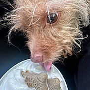 Otis is registered to the contest to win money with this photo: dog, close_up, yogurt, dog_biscuits, licking, scruffy, tongue, pet_food, brown_fur, animal, snout, whiskers, eye, texture, cream, container, indoor, food, cute, curious