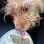 dog, close_up, yogurt, dog_biscuits, licking, scruffy, tongue, pet_food, brown_fur, animal, snout, whiskers, eye, texture, cream, container, indoor, food, cute, curious