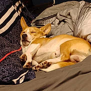 Leland is registered to the contest to win money with this photo: dog, sleeping, bed, blanket, pillow, tan, white, cozy, indoor, resting, canine, fur, cute, relaxed, pet, animal, comfort, napping, ears, paw