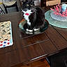 black_and_white, bowl, candle, cat, chair, collar, coral_decoration, dining_table, domestic, fur, furniture, household, indoor, pet, placemat, sitting, tabletop, whiskers, wooden_table, yellow_eyes