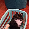 Nochka is registered to the contest to win money with this photo: amber_eyes, black_and_white, cat, cozy, cute, domestic_animal, ears, feline, fur, household_item, indoor, laundry_basket, ottoman, pet, sitting, texture, tuxedo_cat, whiskers, wooden_floor, wool_balls