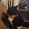 black_and_white, cat, chair, collar, cozy, cushion, decor, feline, flowers, fur, indoor, lights, looking_away, paw, pet, plant, striped, tail, twinkle_lights, whiskers