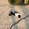 backyard, black_and_white, cat, concrete, daytime, flower_pot, fur, garden, hose, lying_down, nature, outdoor, pet, plant, playful, relaxed, shadow, sidewalk, summer, sunlight