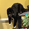 Nochka joined the competition — help win amazing prizes! animal, black_cat, cat, cat_tree, cozy, curious, dangling_paws, feline, fur, home, indoor, pet, plant, playful, red_collar, relaxed, toys, whiskers, white_paws, yellow_eyes