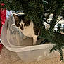cat, storage_bin, artificial_tree, christmas_tree, indoor, curious, pet, feline, greenery, plastic, floor, container, holiday, hidden, eyes, whiskers, ears, playful, home, animal