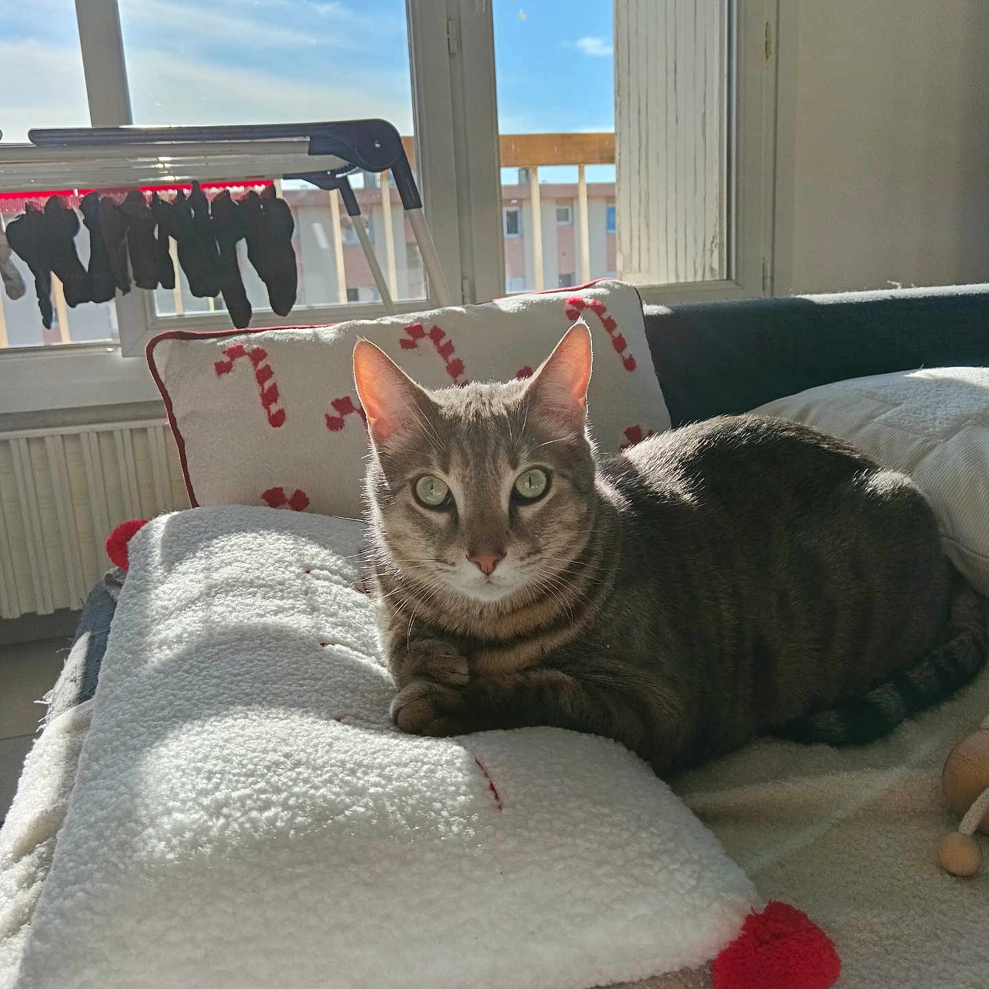 Marley a rejoint le concours — aidez-le/la à gagner de superbes lots ! abyssinian, animal, architecture, bed, bedroom, blanket, building, cat, couch, cushion, furniture, homedecor, indoors, interiordesign, kitten, linen, livingroom, manx, pet, room