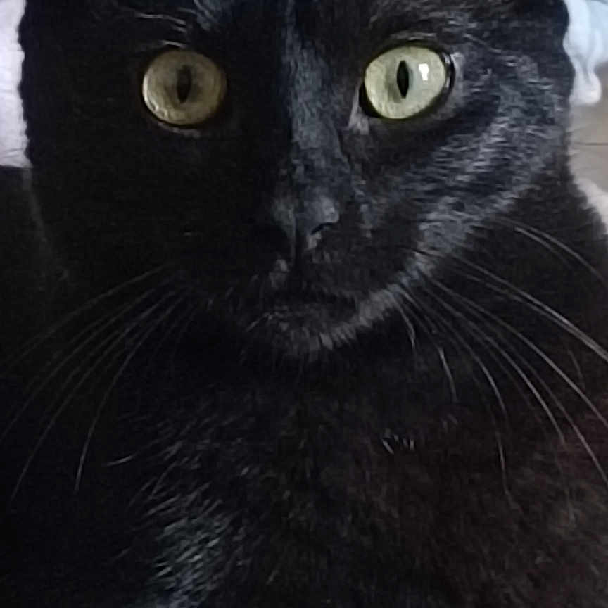 Baguera a rejoint le concours — aidez-le/la à gagner de superbes lots ! animal, blackcat, cat, manx, pet