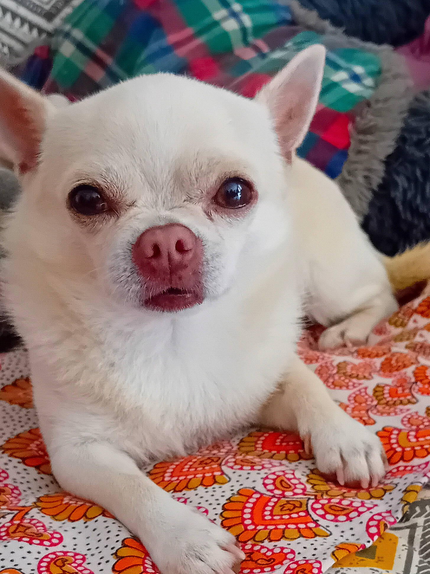 Joli Coeur a rejoint le concours — aidez-le/la à gagner de superbes lots ! canidae, carnivore, comfort, companion_dog, corgi_chihuahua, dog, dog_breed, ear, eye, fawn, fur, head, non_sporting_group, pattern, snout, terrestrial_animal, toy_dog, whiskers, working_animal