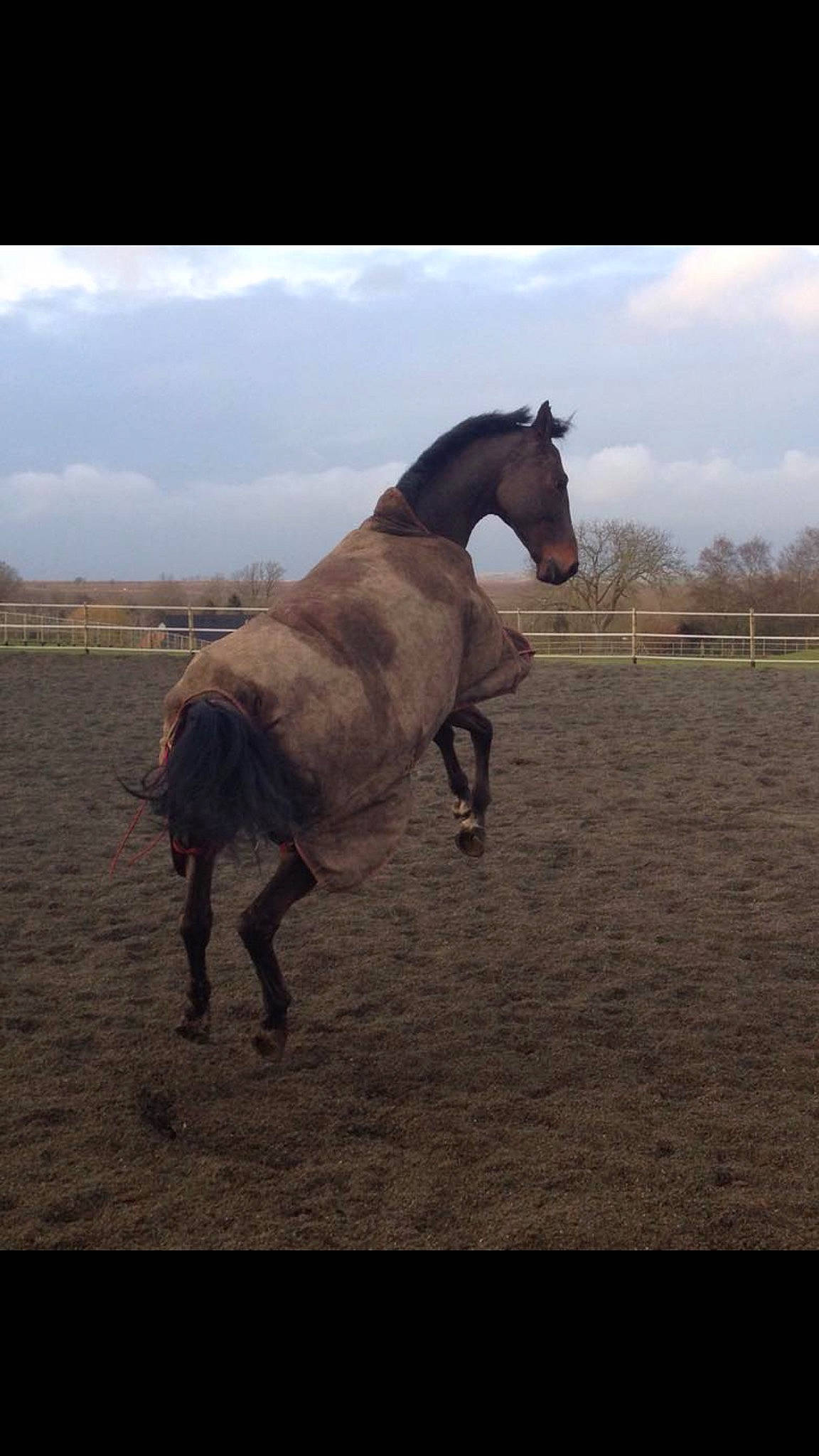 Sunshine a rejoint le concours — aidez-le/la à gagner de superbes lots ! bridle, ecoregion, horse, horse_supplies, horse_trainer, landscape, livestock, mammal, mane, mare, mustang_horse, pack_animal, pasture, ranch, recreation, rein, sky, stallion, steppe, vertebrate