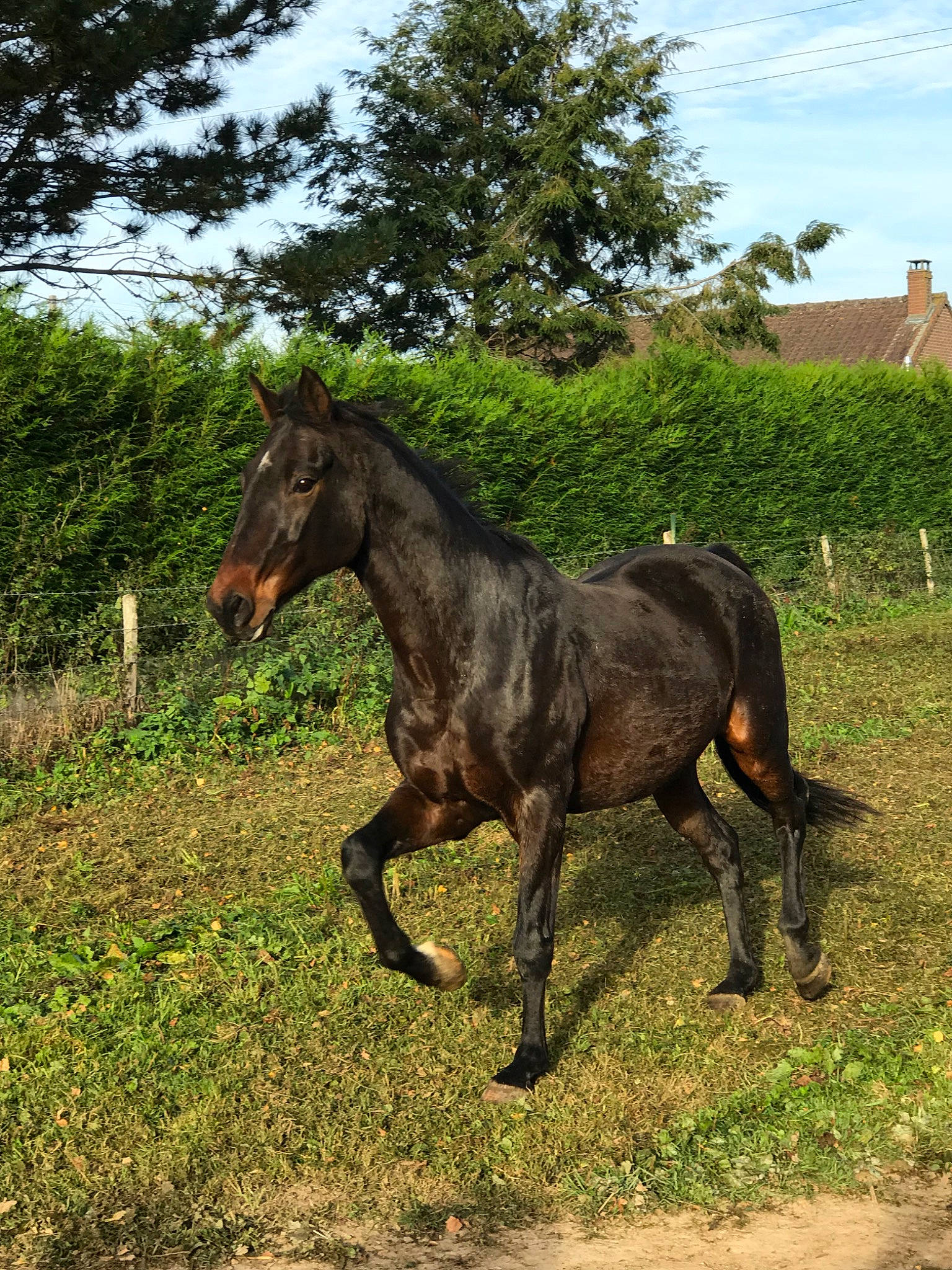 Sunshine a rejoint le concours — aidez-le/la à gagner de superbes lots ! colt, grassland, horse, landscape, liver, livestock, mammal, mane, mare, mustang_horse, pack_animal, pasture, ranch, stallion, tree, vertebrate, wildlife, working_animal